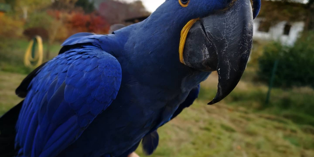 10 Things That Your Family Teach You About Darling Hahns Macaw